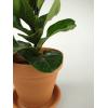 Vioolbladplant Ficus lyrata bambino XS kamerplant in terracotta bloempot